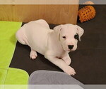 Small Photo #35 Dogo Argentino Puppy For Sale in MODESTO, CA, USA