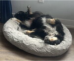 Small #1 Australian Shepherd