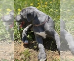 Small Photo #36 Great Dane Puppy For Sale in PINNACLE, NC, USA