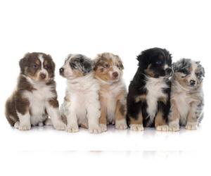 Australian Shepherd Puppy for Sale in Niagara-On-The-Lake, Ontario Canada