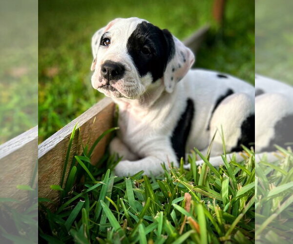 Medium Photo #9 Labrador Retriever-Unknown Mix Puppy For Sale in The Woodlands, TX, USA