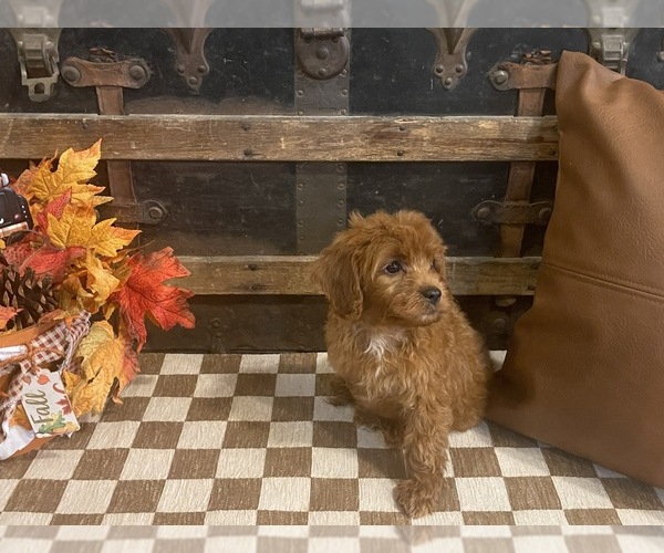 Medium Photo #4 Cavapoo (Miniature) Puppy For Sale in FULTON, KS, USA