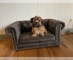 Small Photo #3 Shorkie Tzu Puppy For Sale in CHEVY CHASE, MD, USA