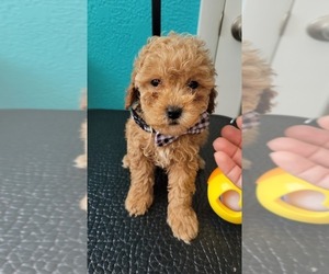 Poodle (Toy) Puppy for sale in SEBRING, FL, USA