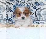 Small #1 Pomeranian-Poodle (Toy) Mix