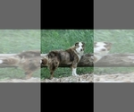 Small Photo #1 Australian Shepherd Puppy For Sale in RICHLAND, MO, USA