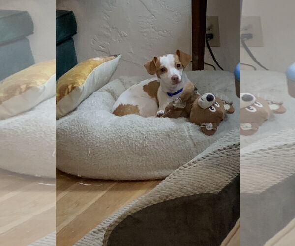 Medium Photo #2 Italian Greyhuahua Puppy For Sale in San Francisco, CA, USA