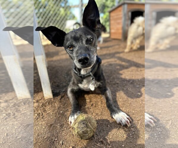 Medium Photo #1 Chihuahua-Unknown Mix Puppy For Sale in  Ramona, CA, USA