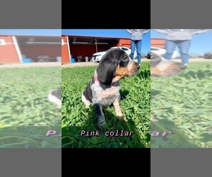 Medium Bluetick Coonhound