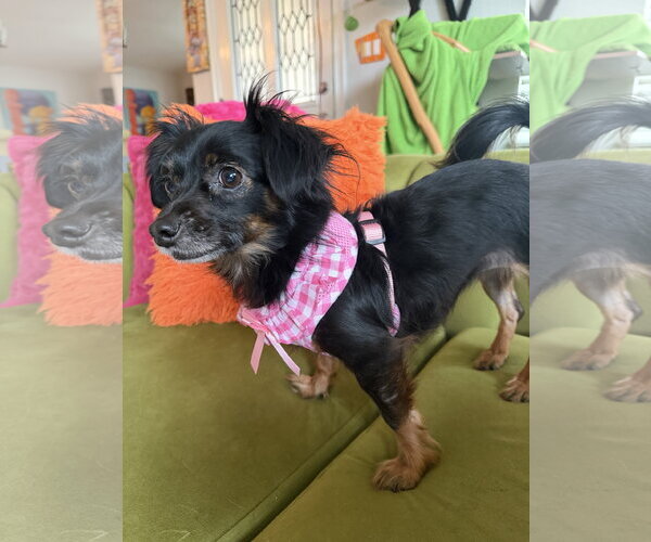 Medium Photo #8 Chiweenie Puppy For Sale in San Francisco, CA, USA
