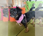 Small #7 Chiweenie