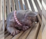 Small #13 French Bulldog