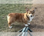 Small #1 Pembroke Welsh Corgi
