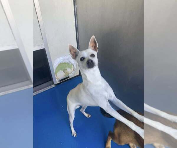 Medium Photo #2 Chihuahua-Unknown Mix Puppy For Sale in Calgary, Alberta, Canada