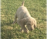 Small Photo #7 Weimaraner Puppy For Sale in WILLOWS, CA, USA
