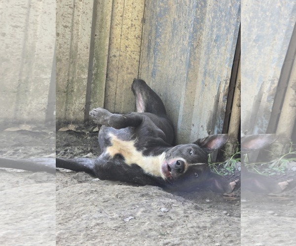 Medium Photo #6 American Pit Bull Terrier-Unknown Mix Puppy For Sale in Oakhurst, NJ, USA