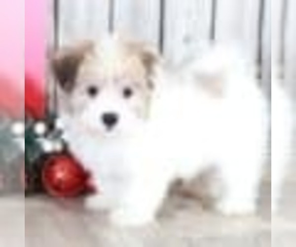 Medium Photo #1 Havanese Puppy For Sale in MOUNT VERNON, OH, USA