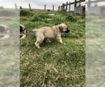 Small Photo #12 Anatolian Shepherd Puppy For Sale in ROBSTOWN, TX, USA