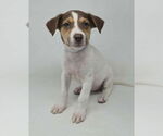 Small #5 Borador