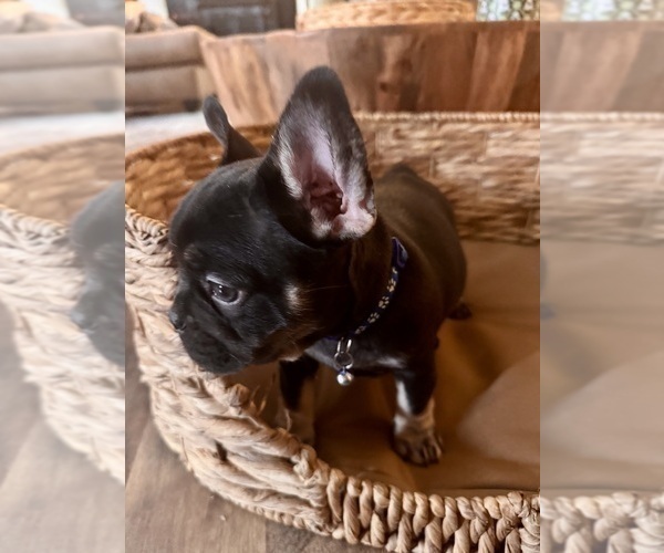 Medium Photo #4 French Bulldog Puppy For Sale in BONNEAU, SC, USA