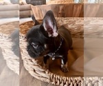 Small Photo #4 French Bulldog Puppy For Sale in BONNEAU, SC, USA