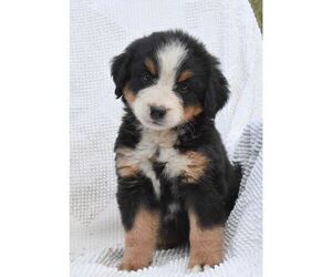 Bernese Mountain Dog Puppy for sale in HOWARD, PA, USA