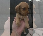 Small #1 Dachshund-Shorkie Tzu Mix