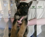 Small #9 German Shepherd Dog