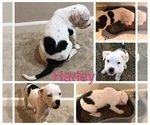 Small Photo #11 American Bulldog Puppy For Sale in SAINT CHARLES, MD, USA