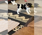 Small #2 Cavalier King Charles Spaniel