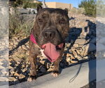 Small #2 American Pit Bull Terrier