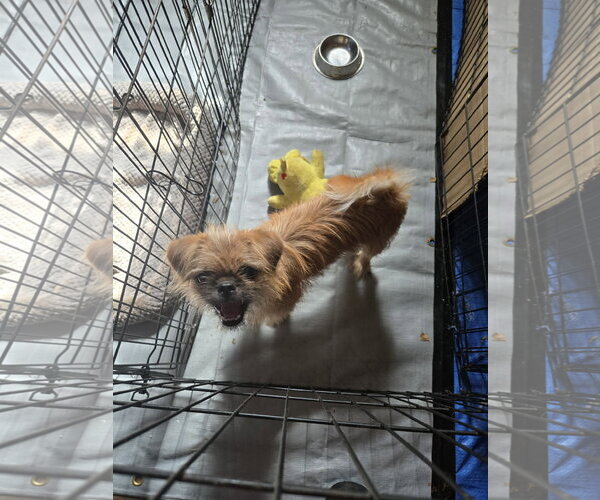 Medium Photo #5 Brussels Griffon-Unknown Mix Puppy For Sale in Grafton, WI, USA