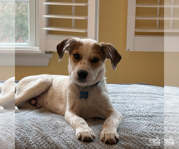 Medium Photo #8 Mutt Puppy For Sale in Washington, DC, USA