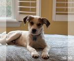 Small #7 Mutt