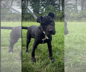 Foster - Male Mutt Dog for Adoption - Photo #2