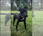 Small Photo #2 Mutt Puppy For Sale in Jacksonville, NC, USA