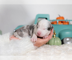 Small #3 Border Collie
