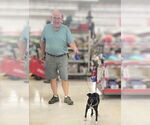 Small #3 Jack Russell Terrier Mix