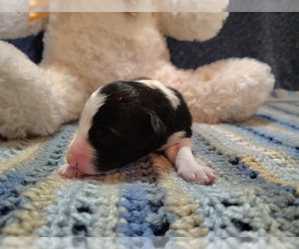 Medium Photo #6 Border Collie Puppy For Sale in NORBORNE, MO, USA