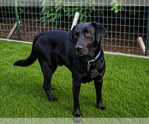 Labrador Retriever Dogs for adoption in Clovis, CA, USA