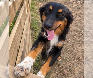 Brianna - Female Australian Shepherd Dog for Adoption - Photo #3