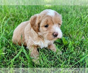 Shih-Poo Puppy for Sale in HARRISONBURG, Virginia USA