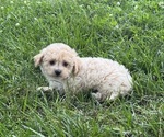 Small #4 Bichpoo