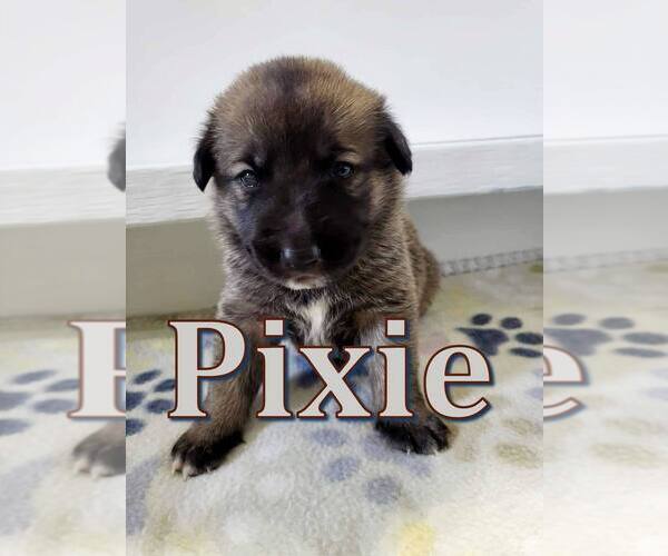 Medium Photo #9 Mutt Puppy For Sale in Imlay City, MI, USA