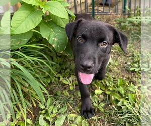 Radley - Male Labrador Retriever-Unknown Mix Dog for Adoption - Photo #2