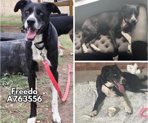 Mutt Dogs for adoption in San Antonio, TX, USA