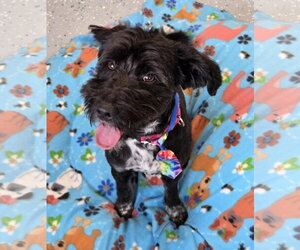 Miniature Labradoodle Dogs for adoption in Greenville, IL, USA