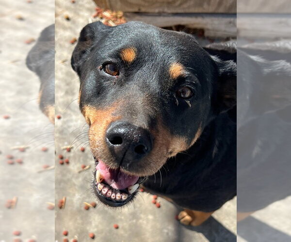 Medium Photo #2 Rottweiler-Unknown Mix Puppy For Sale in Salt Lake City, UT, USA
