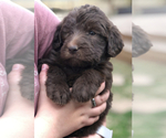 Small Photo #13 Labradoodle Puppy For Sale in FLORENCE, TX, USA