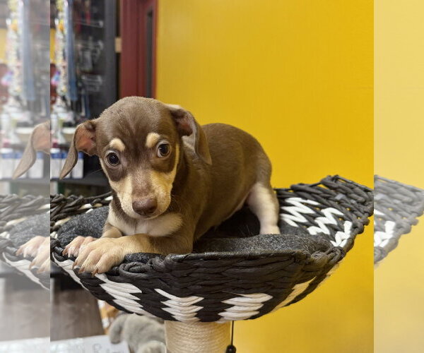Medium Photo #4 Chihuahua-Unknown Mix Puppy For Sale in Munford, TN, USA